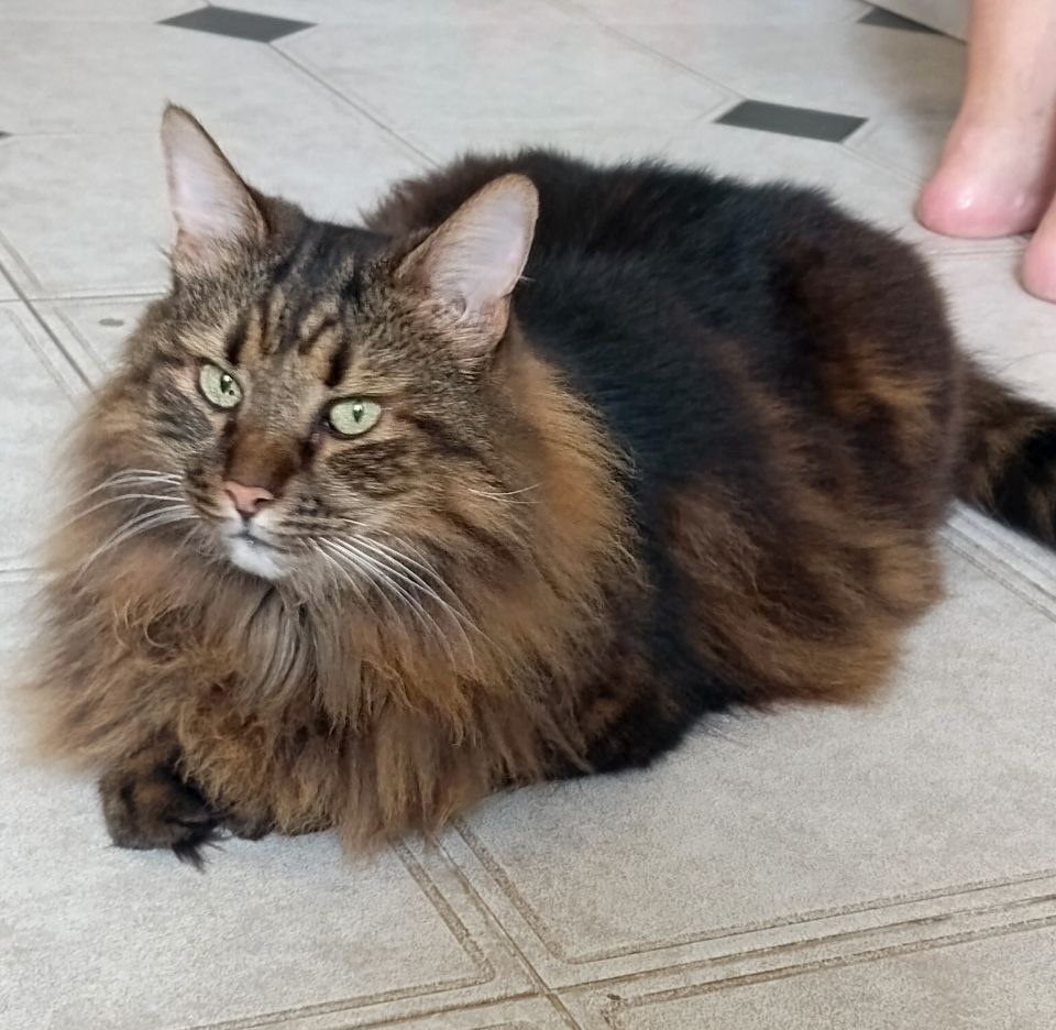 Это хозяин сфоткал.