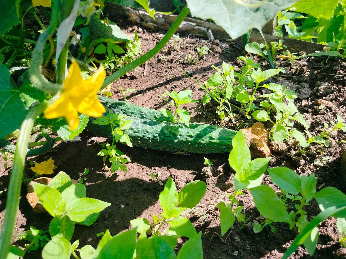 Изумрудный поток