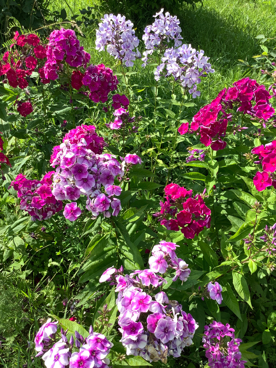Флокс Алексей Ленский на первом плане
