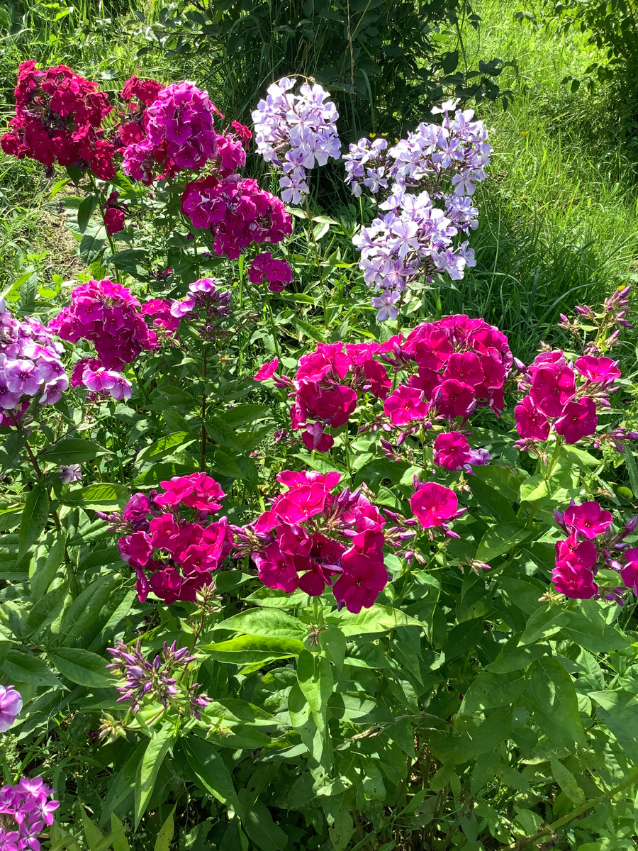 Первый план - Хозяйка Медной Горы. Сверху над ней Остров Санторини. Справа от него Шекспир
