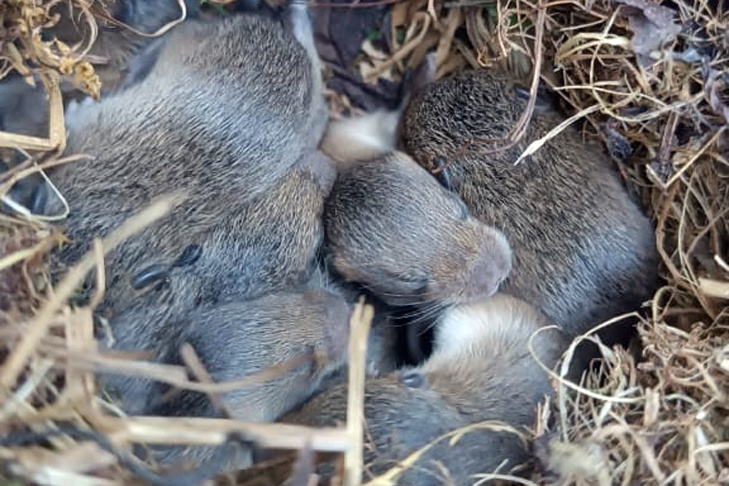    Фото детенышей цокора из чата садового общества «Нива»