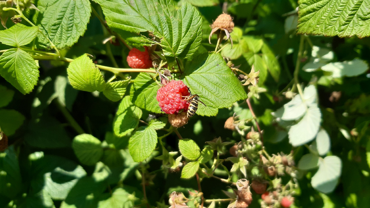 Оса кушает малину