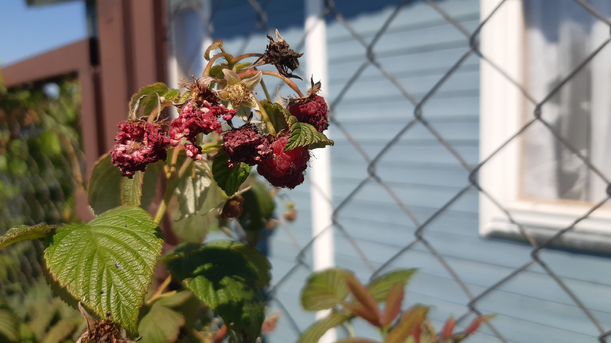 ягоды малины после ос