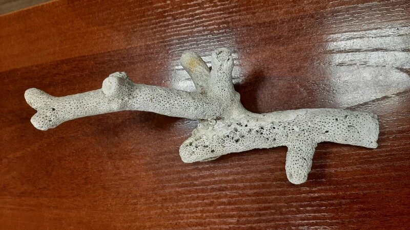     Запрещенные кораллы. Алтайская таможня