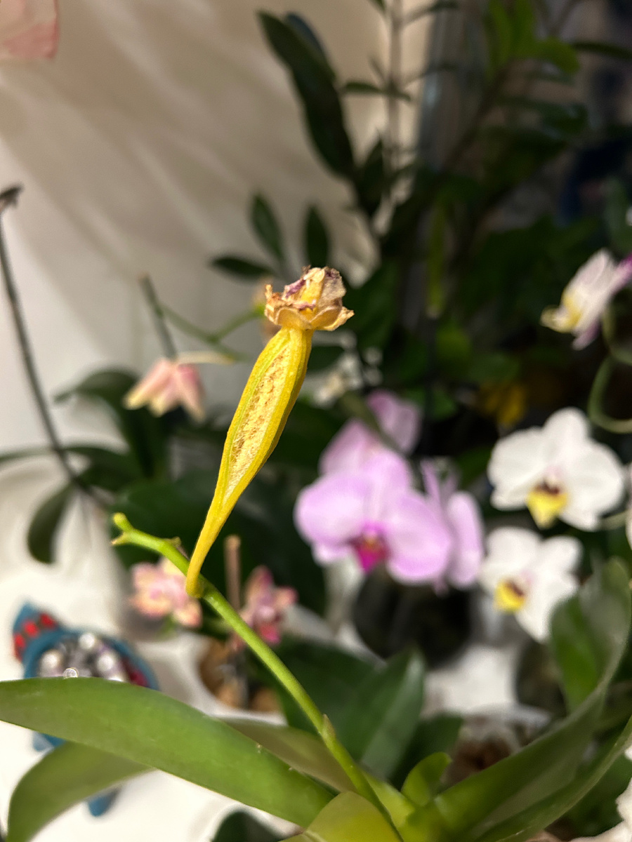 🌺 Я в социальных сетях 
‼️ видео публикую только на рутуб
🔹Рутуб https://rutube.ru/channel/37490573/
 🔹ВК Группа https://vk.com/orxclub62
🔹Телеграм Канал https://t.me/lunaorh - тут я выкладываю ссылки на препараты и другие товары для орхидей ‼️ Ищу самые лучшие и выгодные предложения
🔹Авито (продажа цветов) https://www.avito.ru/user/3203197339dab31b3dc3dec52f8f1e75/profile?src=sharing

#orchid #деткиорхидей #новыеорхидеи #обзор #обзорорхидей #орхидеи #орхидеидома #орхидеиобзор #размножениеорхидей #размножениерастений