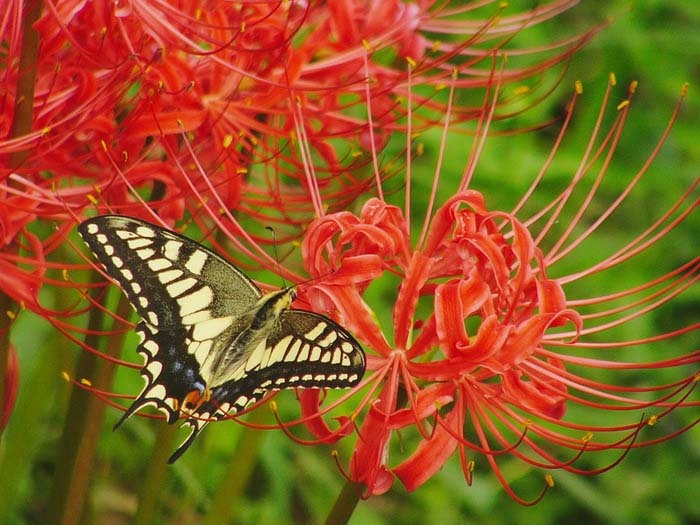 Фото с сайта: https://dachadecor.ru/