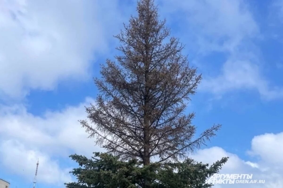    В Оренбург ель привезли из башкирского питомника.