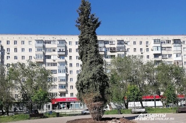    Такой ель высадили в мае 2024 года. Фото: АиФ/ Сергей Тимофеев