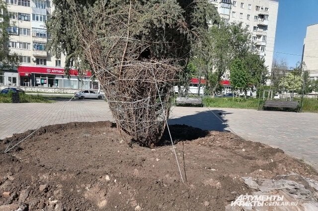    Фото сделано в мае 2024 года. Фото: АиФ/ Сергей Тимофеев