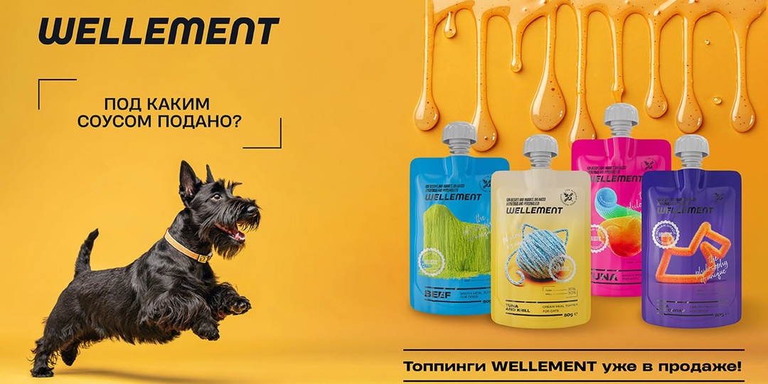 Кот перестал есть сухой корм: как быть?