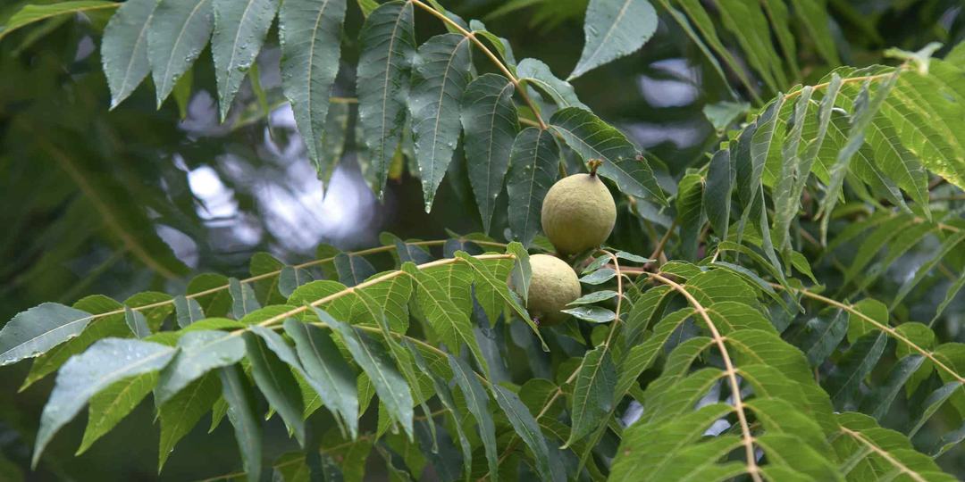 Какие деревья нельзя сажать возле дома — и почему это важно