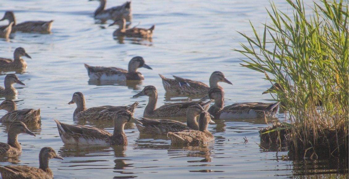    Фото: Минприроды Ростовской области
