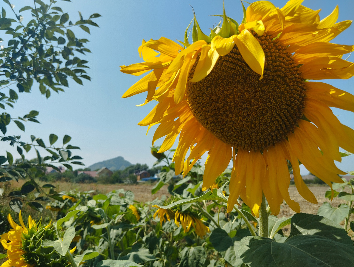Гора Шелудивая выглядывают вдали, поселок Острогорка