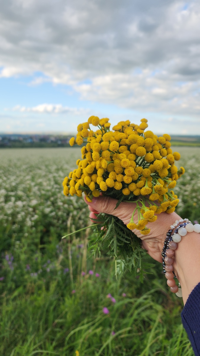 У гречишного поля в Белокурихе 