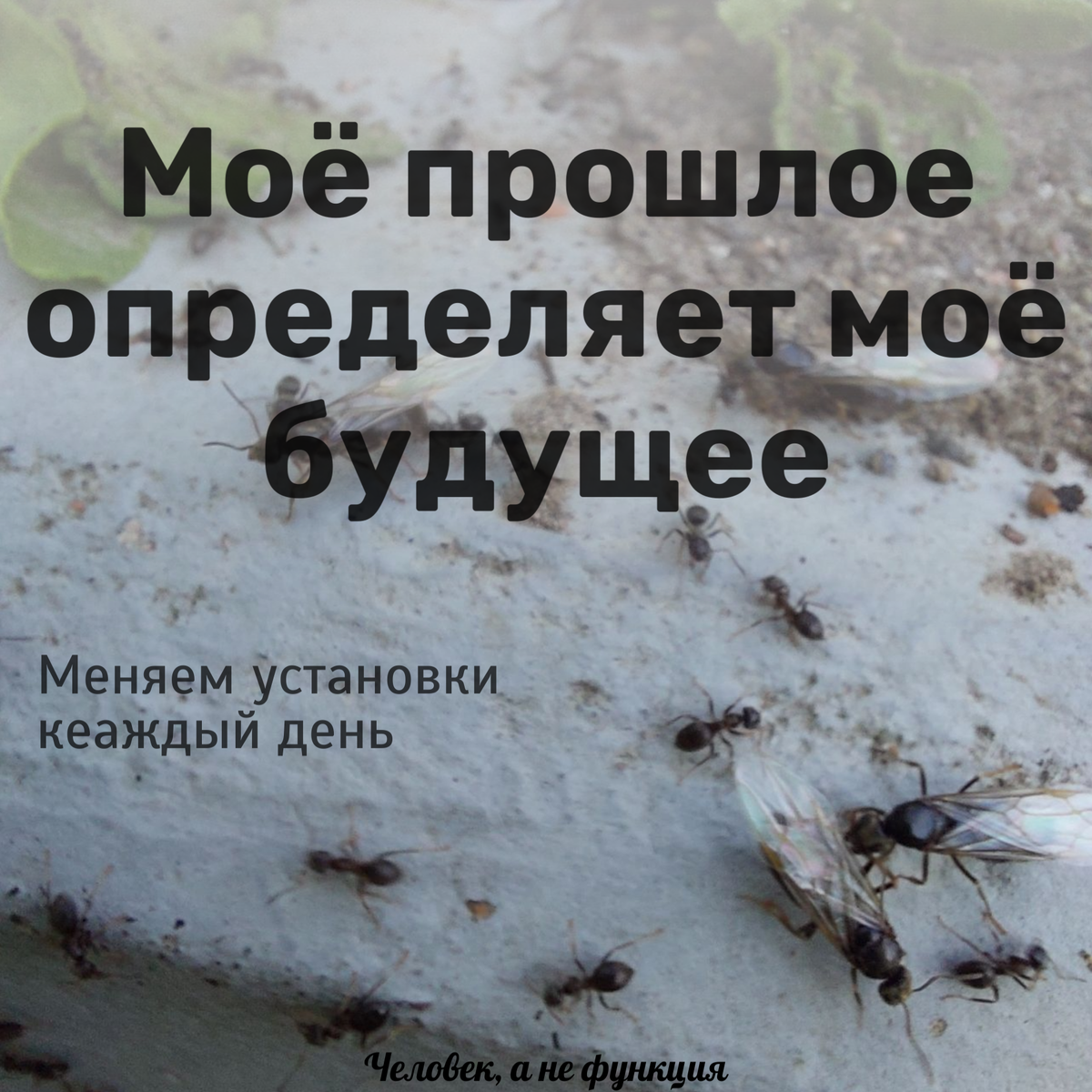 Сезон летучих муравьев открыт