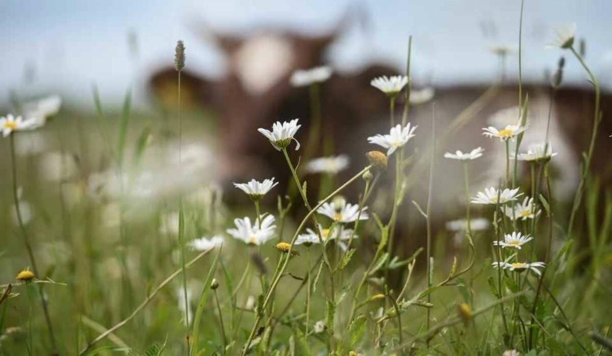     Цветы в Петербурге. Источник: kp.ru Автор фото: Алексей Булатов