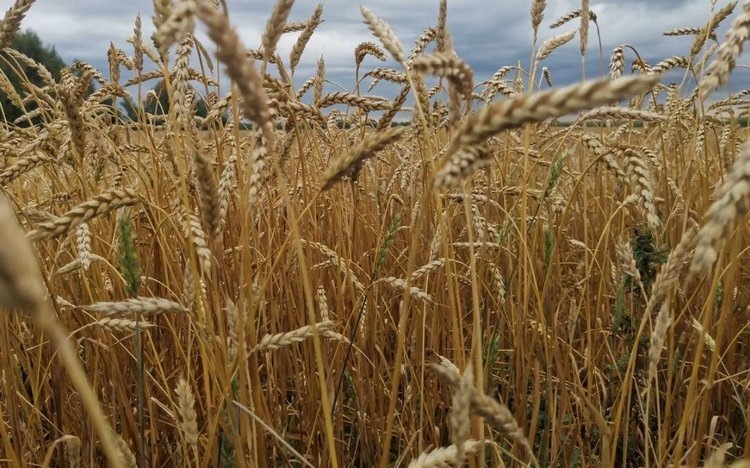    Фото: Лукьянов Дмитрий, AgroXXI.ru