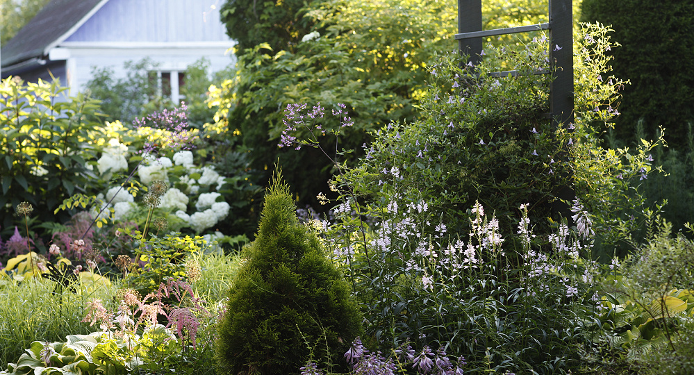 Сад вечером 27 июля