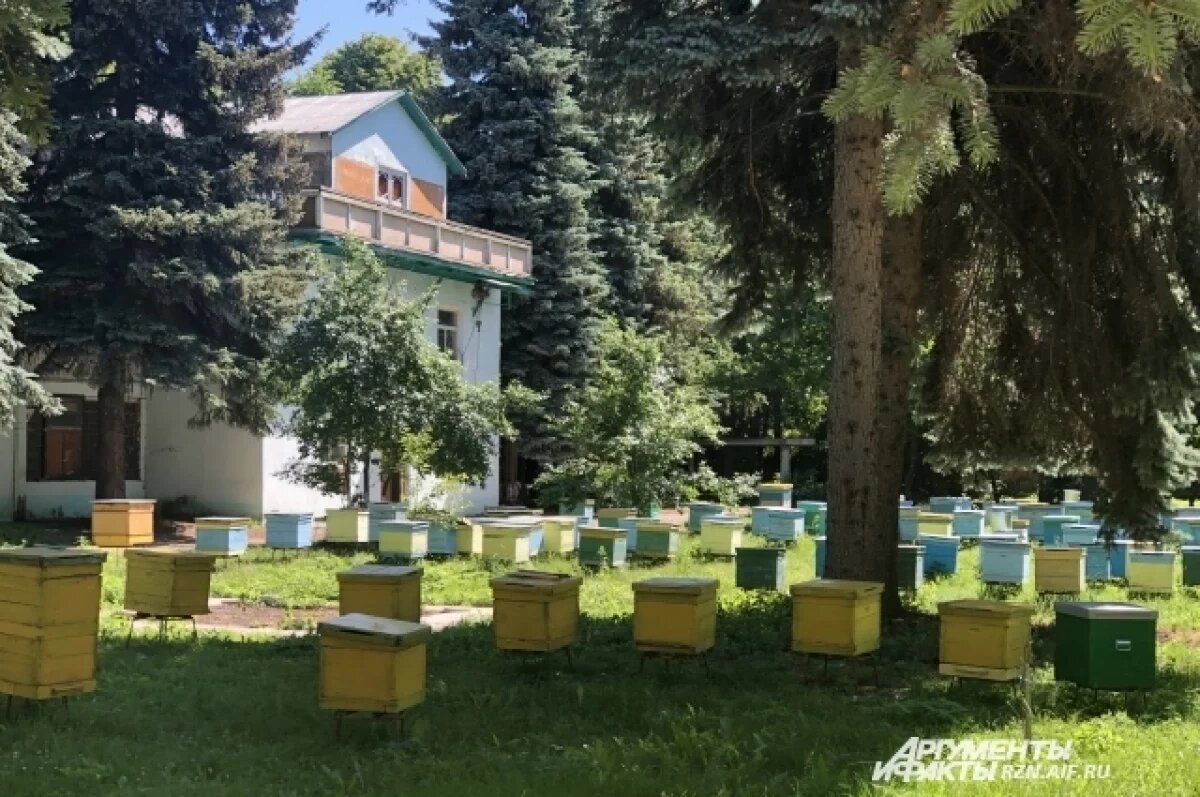    В Татарстане обязали регистрировать пасеки