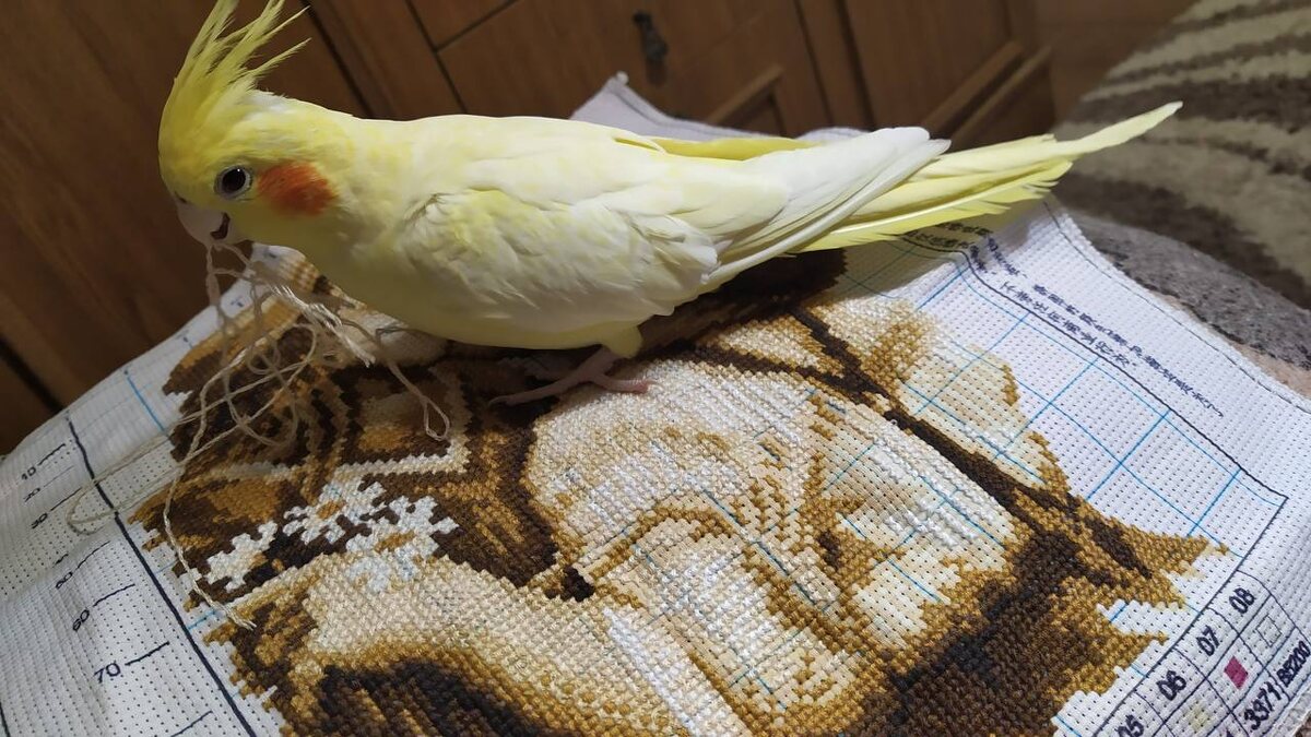 Моя помощница))) 