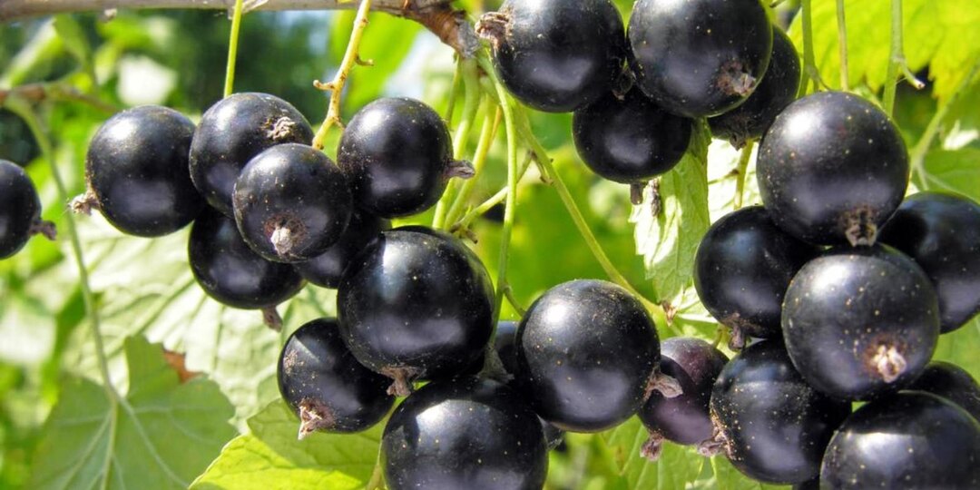 Смородина в августе - нюансы ухода в это время года