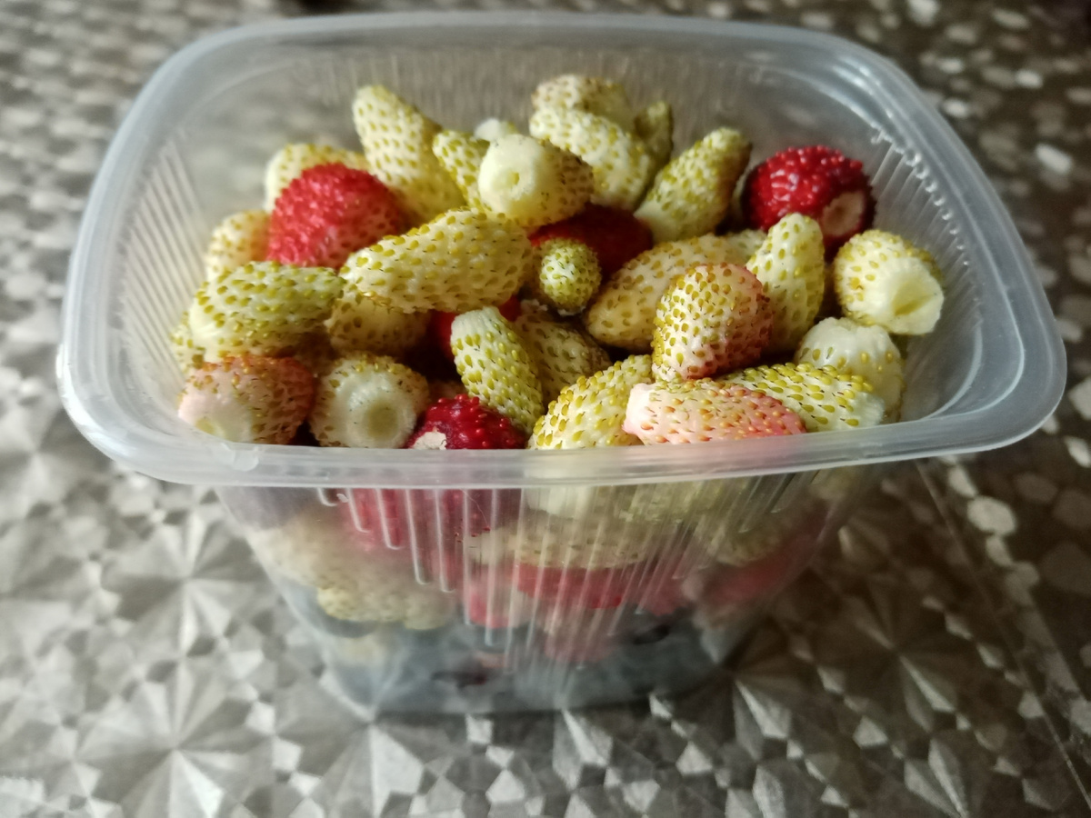 земляника "Золотинка" и 'Лесная полянка"/фото автора