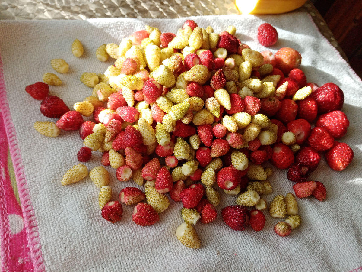 земляника в июле/фото автора 