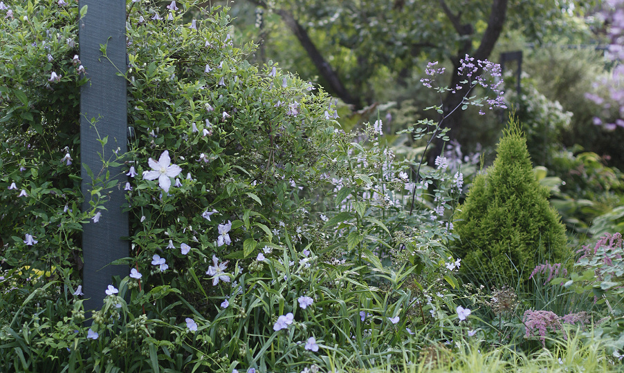 Утро в саду 27 июля
