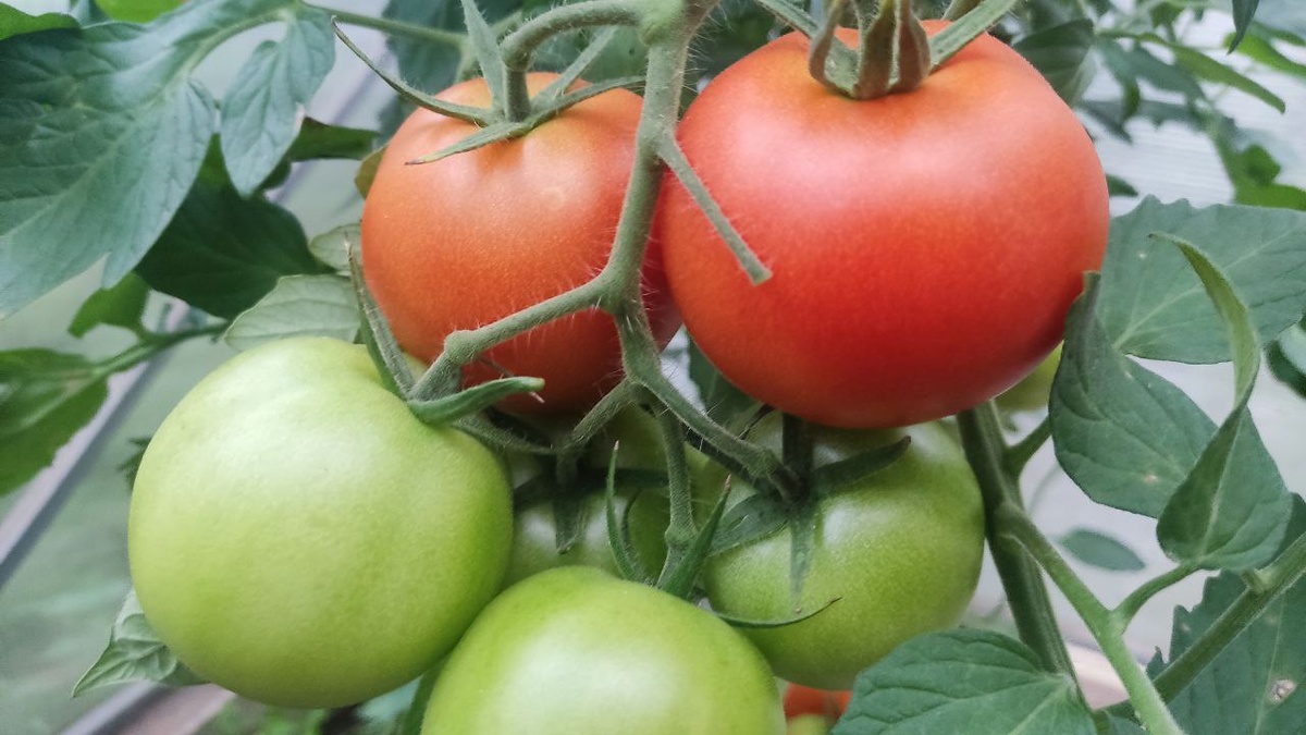 Томаты в моей теплице созревают