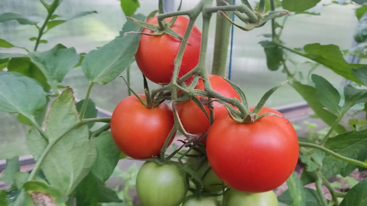 Томаты растут хорошо в моей теплице