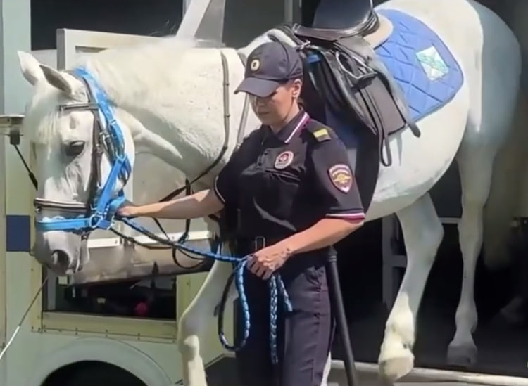     В Курской полиции ищут кавалериста для коня Властелина