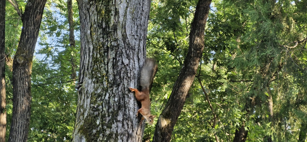 И белочек встретили, куда же без них?