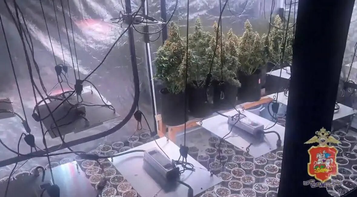    Фото: скриншот видео пресс-службы МВД России