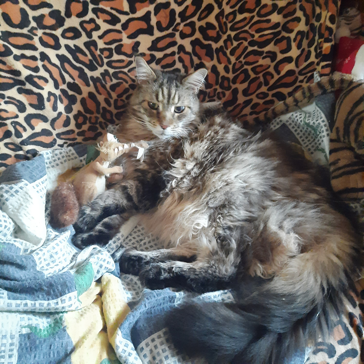 Эдик, еще об этом не знает)) Как я могу доверить свое сокровище  детям? А вдруг они его забудут накормить? Не догладят и не долюбят?!)))