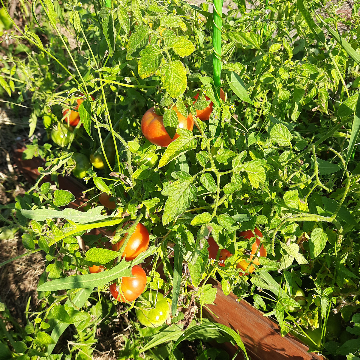 Зреют помидорки)