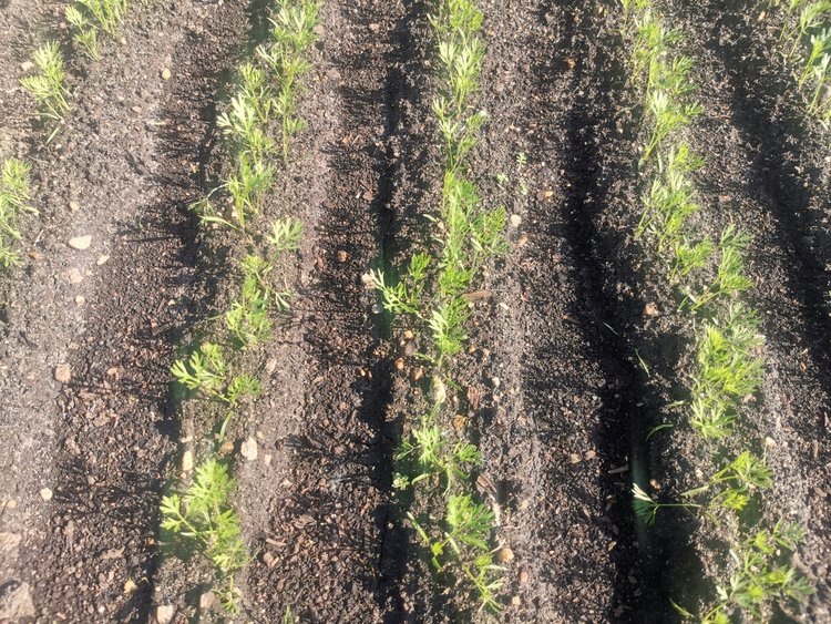    Фото: Лукьянов Дмитрий, AgroXXI.ru