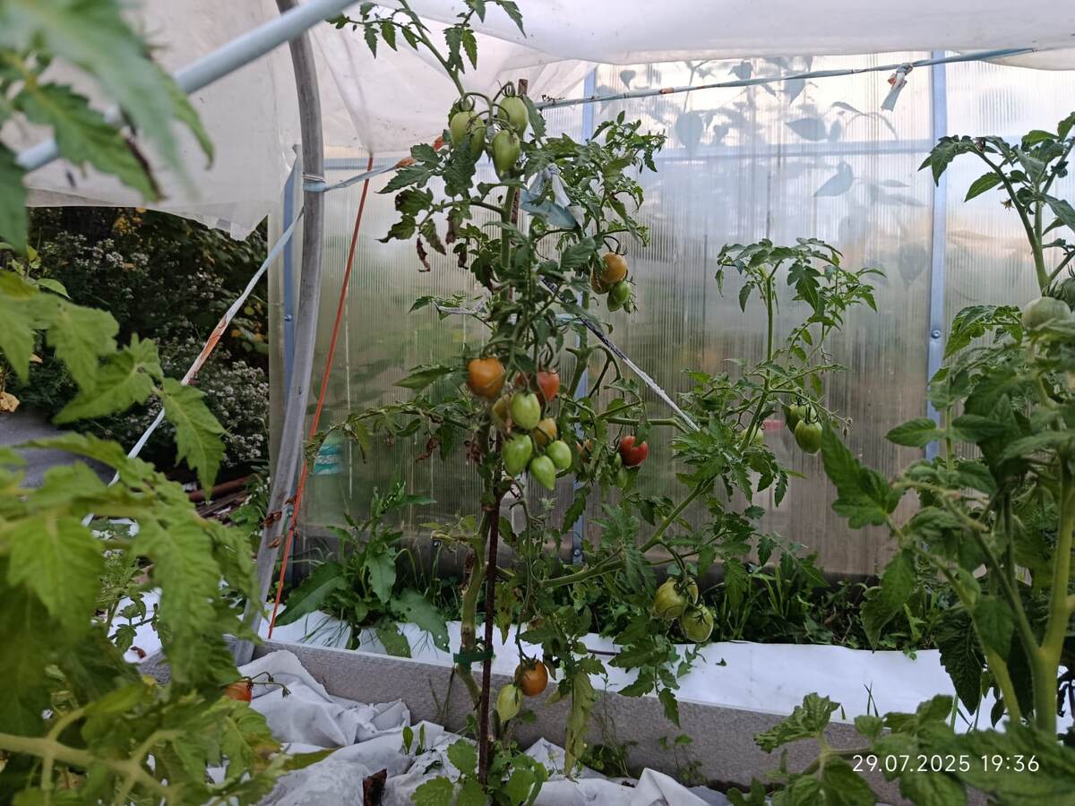 Куст Вива ле Бруно, дата фото 29 июля