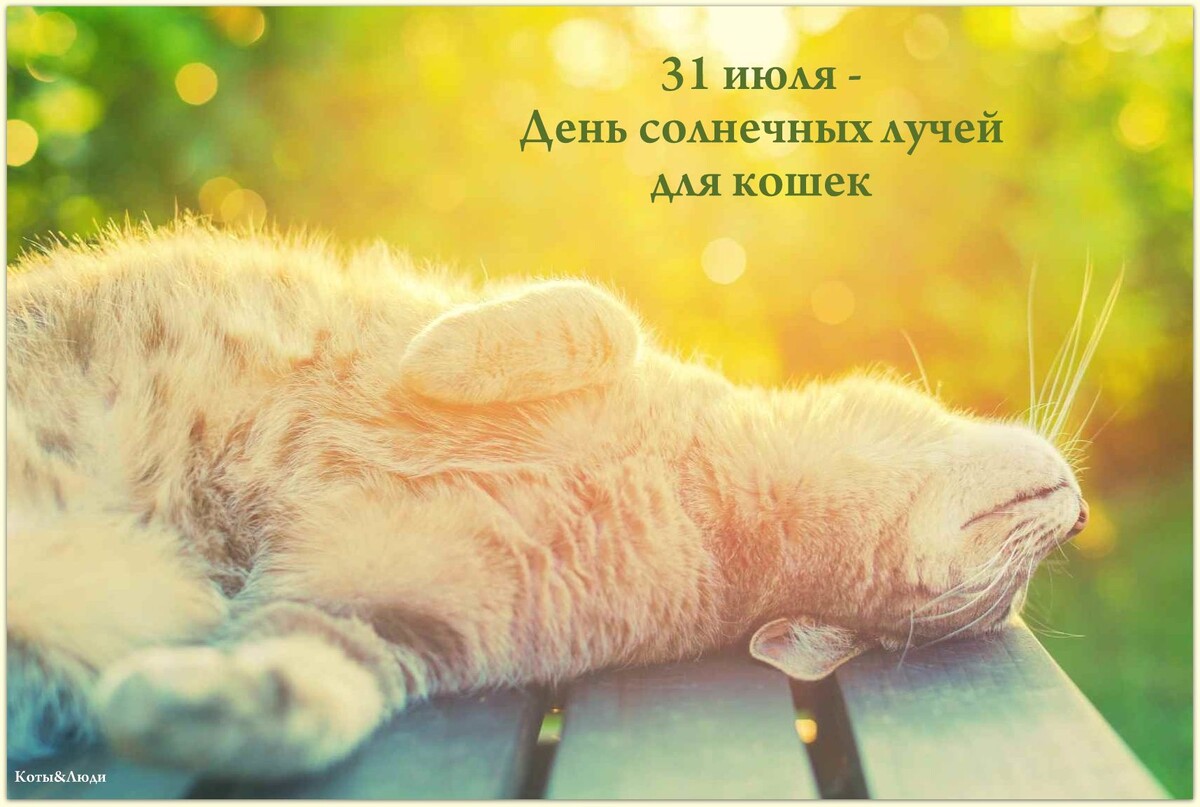 Коллаж автора. Фото: ixbt.com