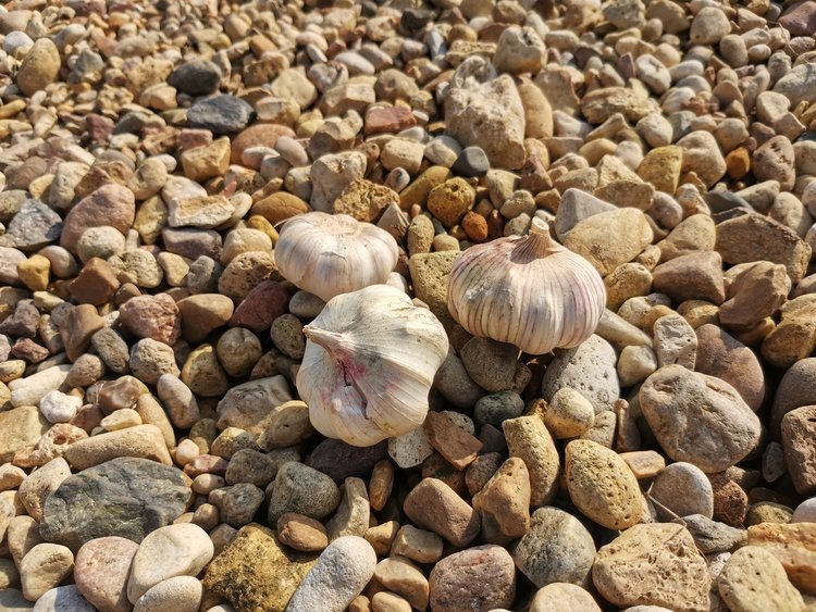    Фото: Лукьянов Дмитрий, AgroXXI.ru