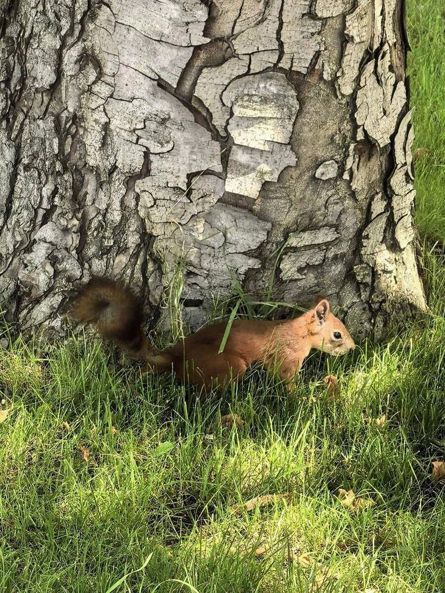 фото белочек взяты из источника "Волгоград LIVE"
