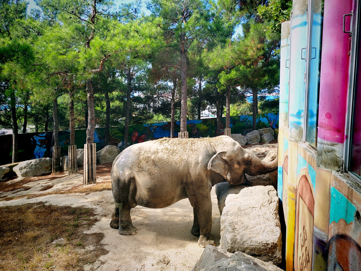 Индийский слон в "Сафари-Парке", Геленджик.