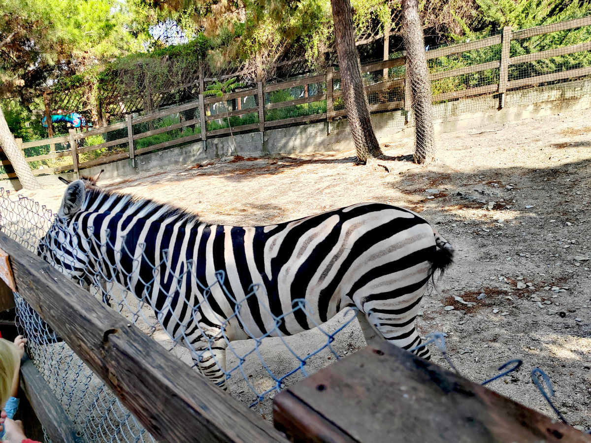 Зебра в "Сафари-Парке", Геленджик.