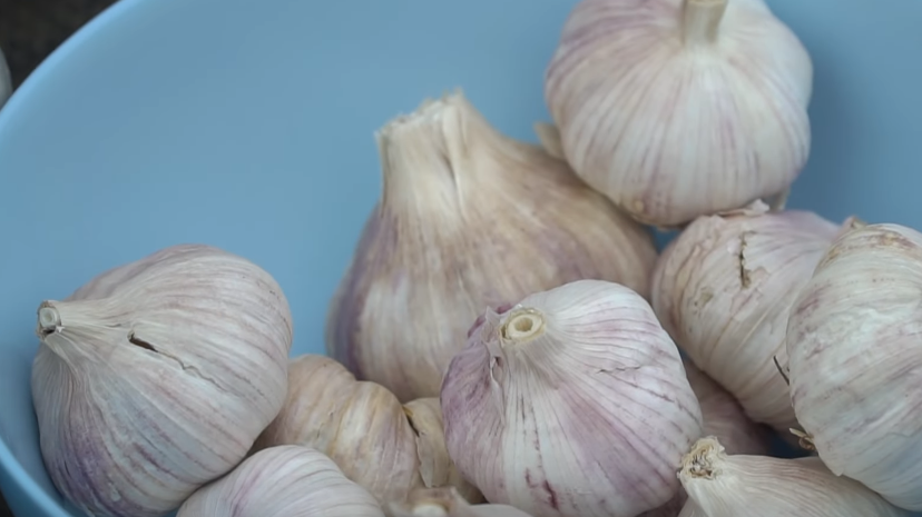 Результат правильной подготовки домашнего чеснока к хранению