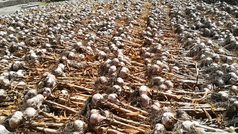 Правильная сушка домашнего чеснока в течение первых трех недель