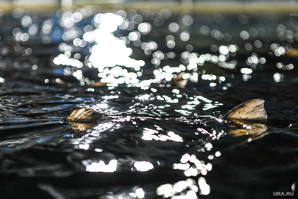 Цены меняются на фоне путины и активного вылова. Фото: Владимир Жабриков © URA.RU