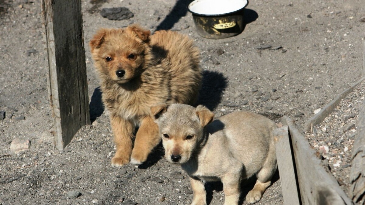     Источник: zspk.gov.ru