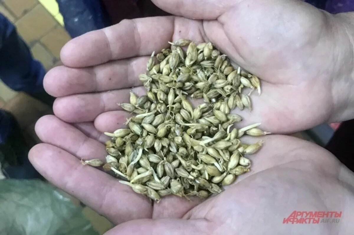    Декларацию тульского бизнесмена на ячмень признали недействительной