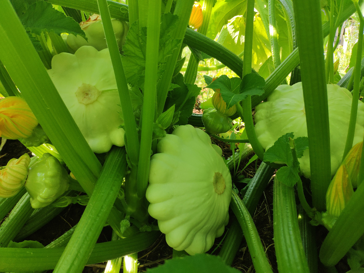 Фото автора.