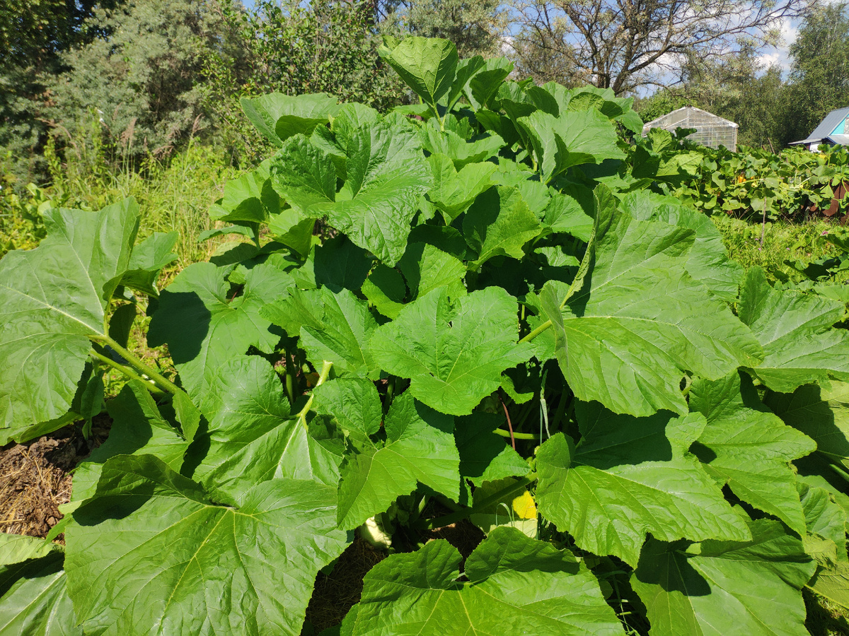 Фото автора.