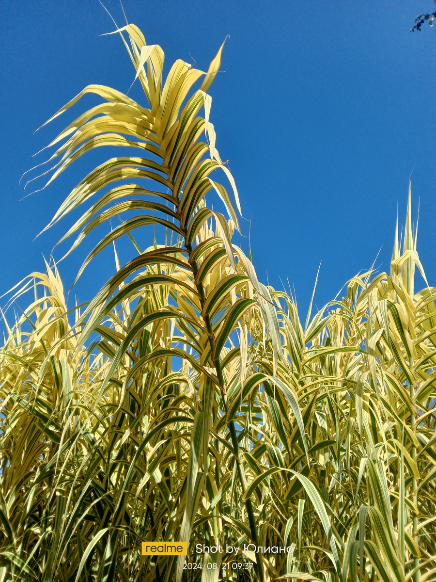 Растения. Фото автора.